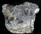 Marston Magna Ammonite Cluster #30765-1